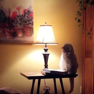 Meet your Posher, Sharon